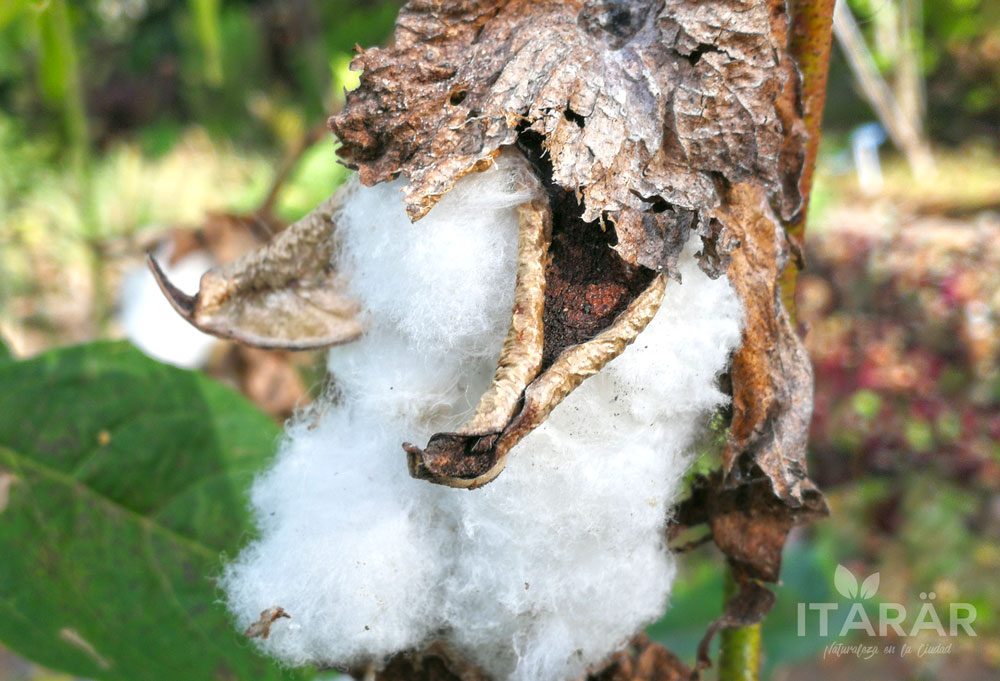 algodón de tierras altas-fotografia semanal