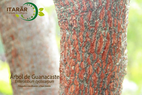 Arbol de Guanacaste - Foto de la semana