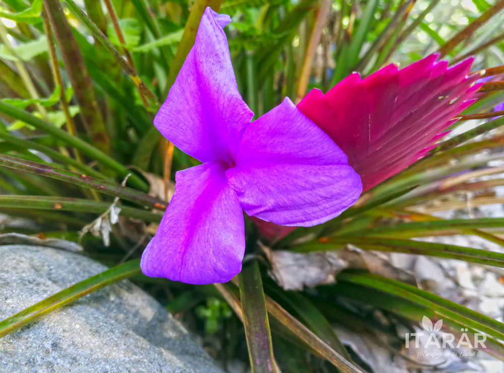 barva-espanola-floracion