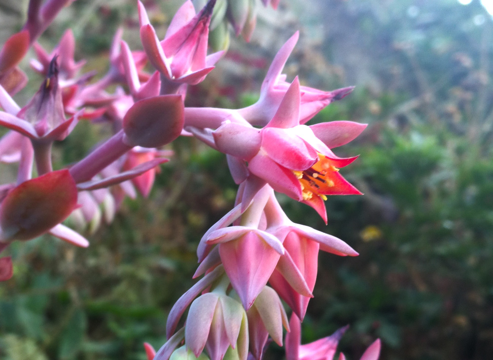 floracion-echeverria-pallida