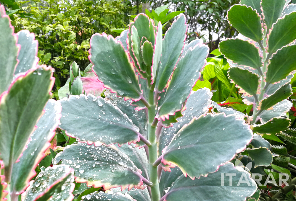 kalanchoe-fedtschenkoi