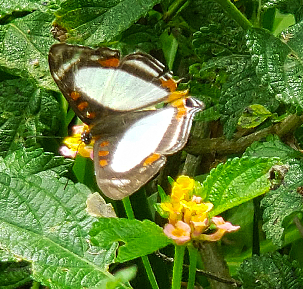 mariposa-antifaz-foto-semanal