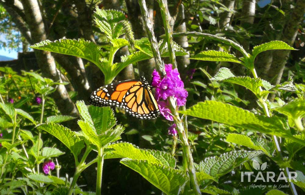 mariposa-monarca-foto-semanal