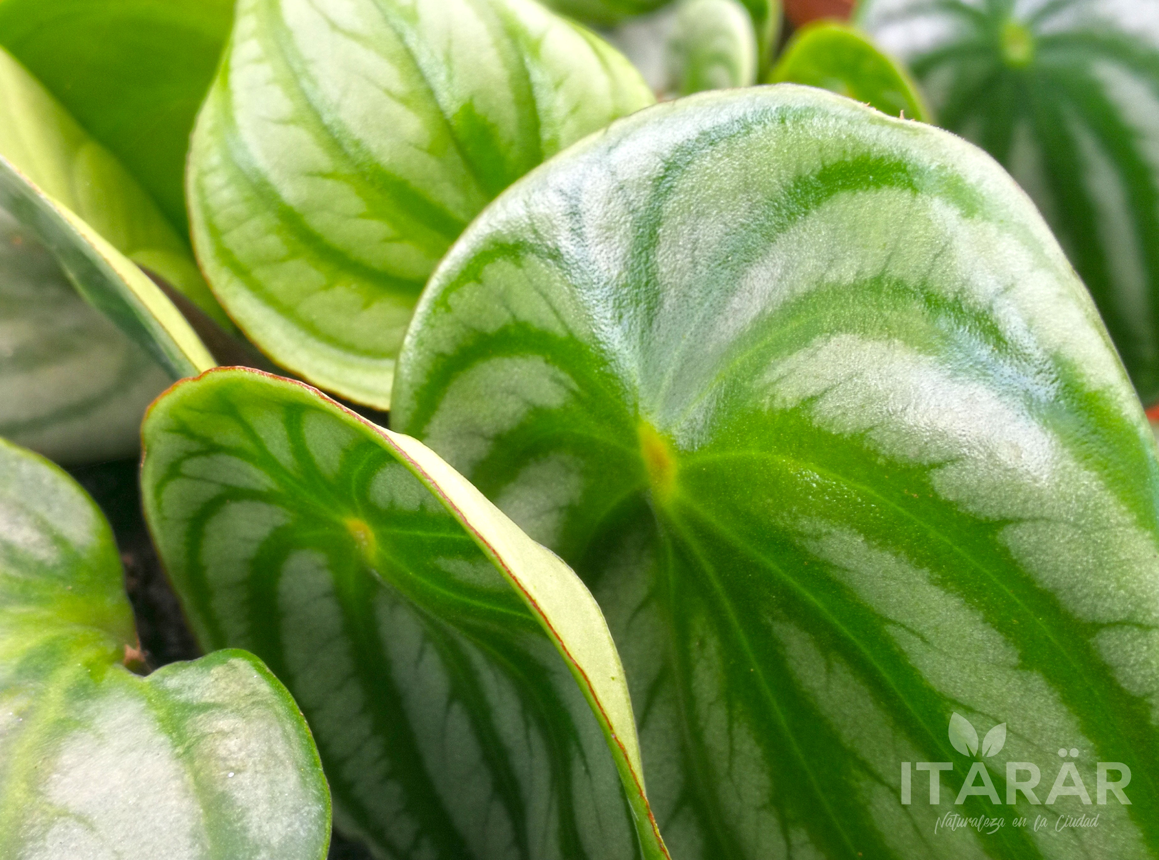 peperomia-sandia-foto-semanal
